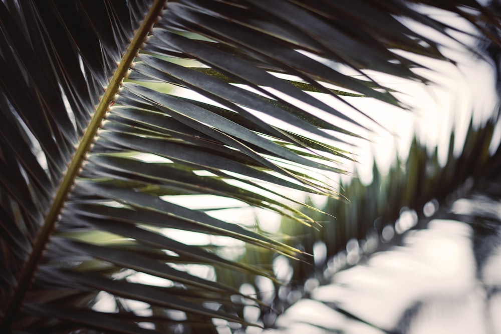 green palm plant during daytime