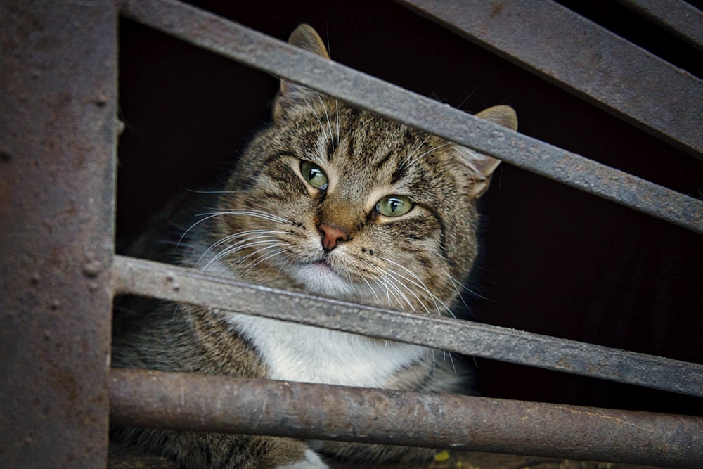 brown tabby cat on white metal fence