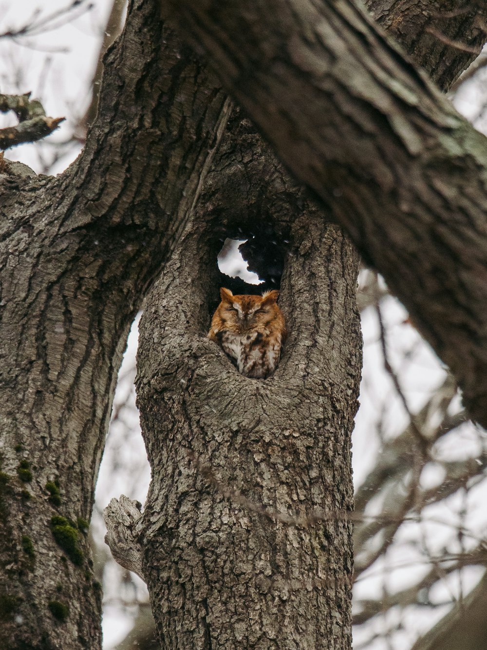 brown and black tiger on brown tree