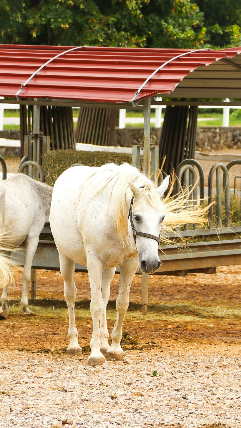 white horse on brown field during daytime