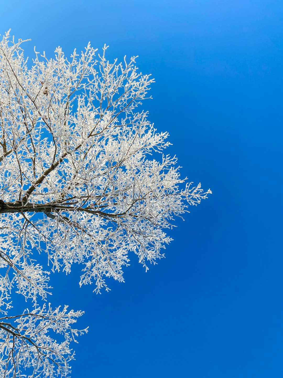 white and brown tree under blue sky during daytime