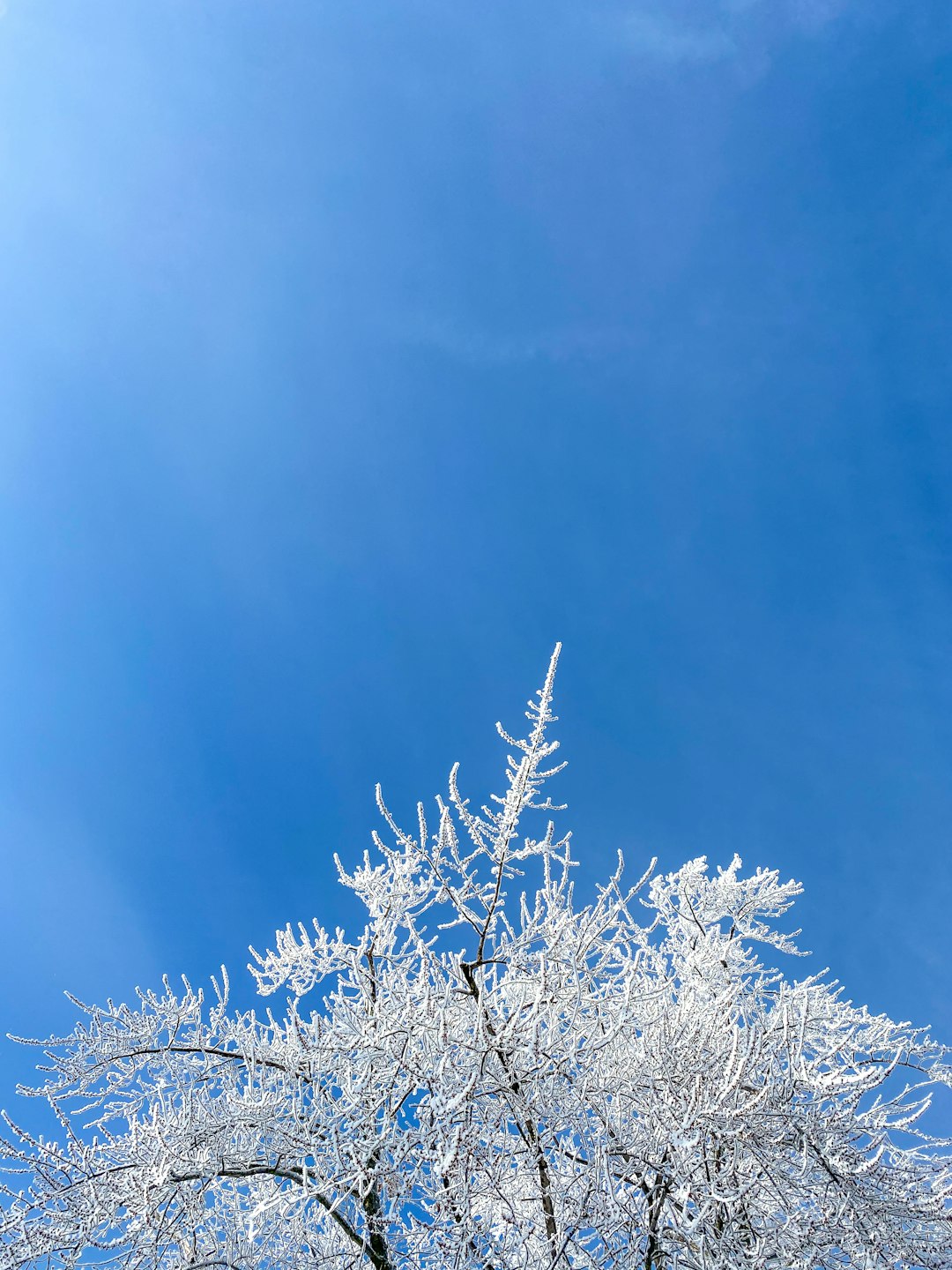 white leaf tree under blue sky during daytime