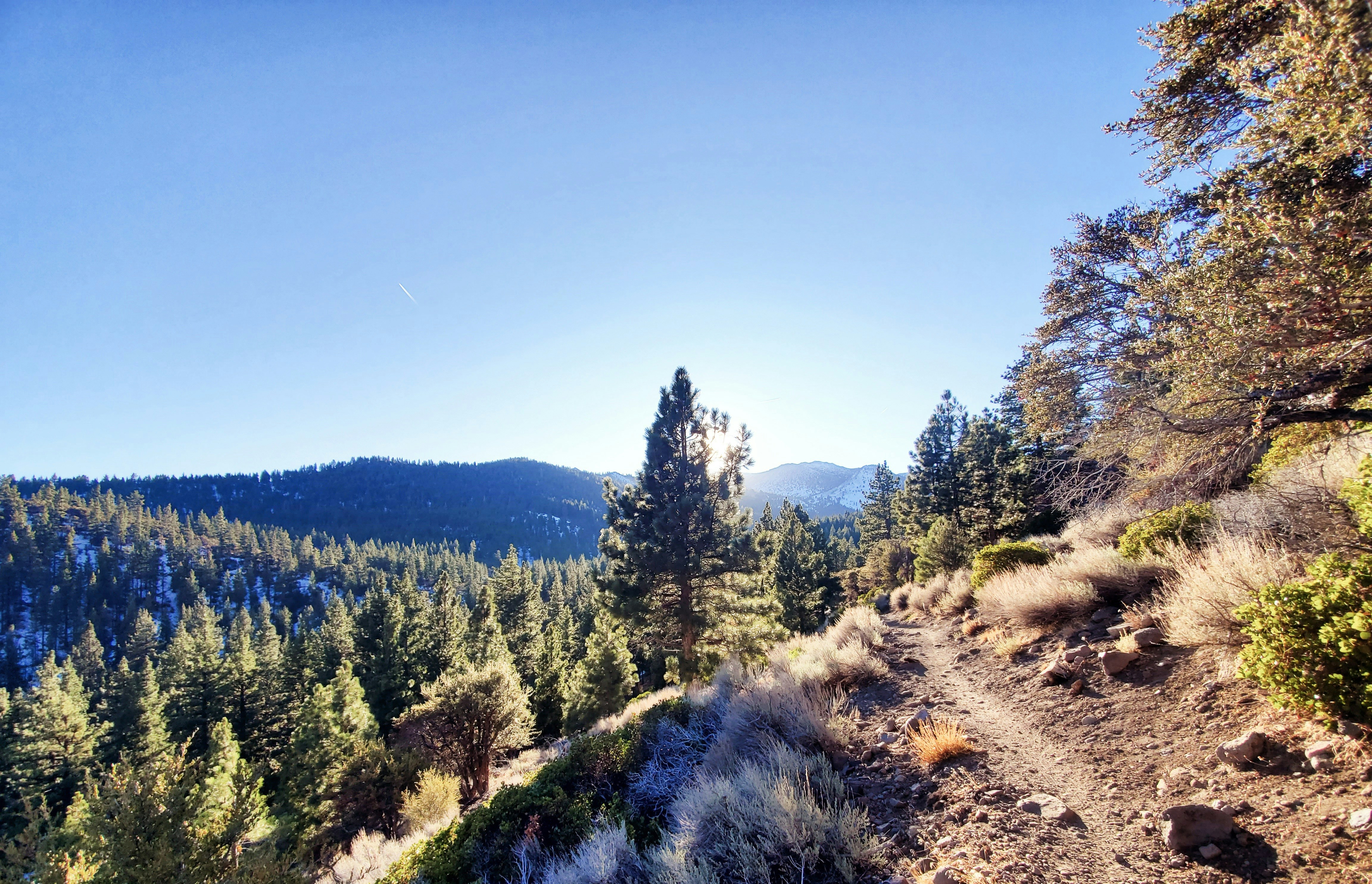 green pine trees on hill under blue sky during daytime, 