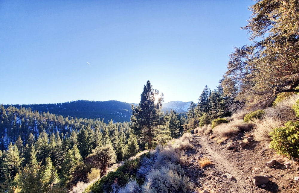 green pine trees on hill under blue sky during daytime