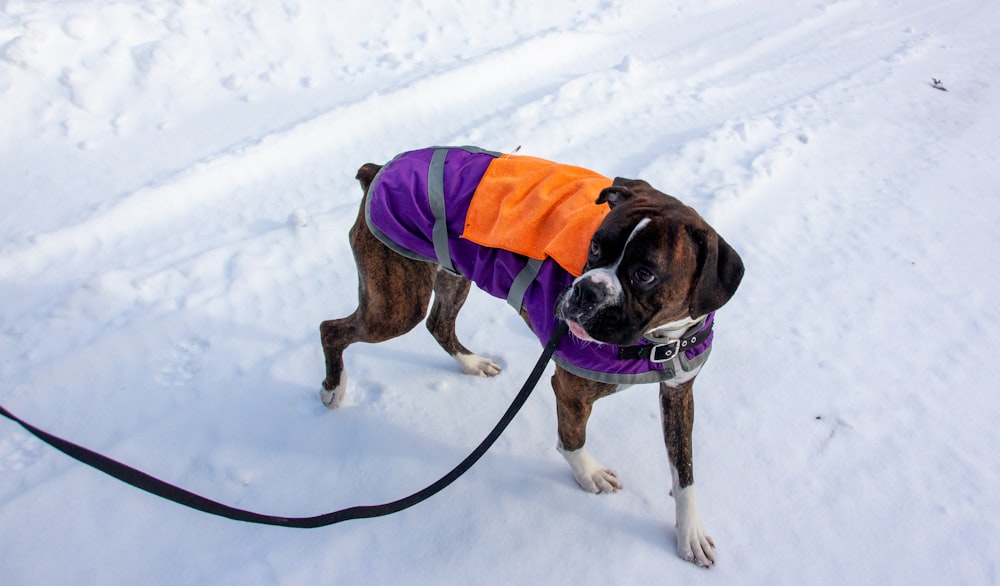 brown and white short coated dog on snow covered ground during daytime