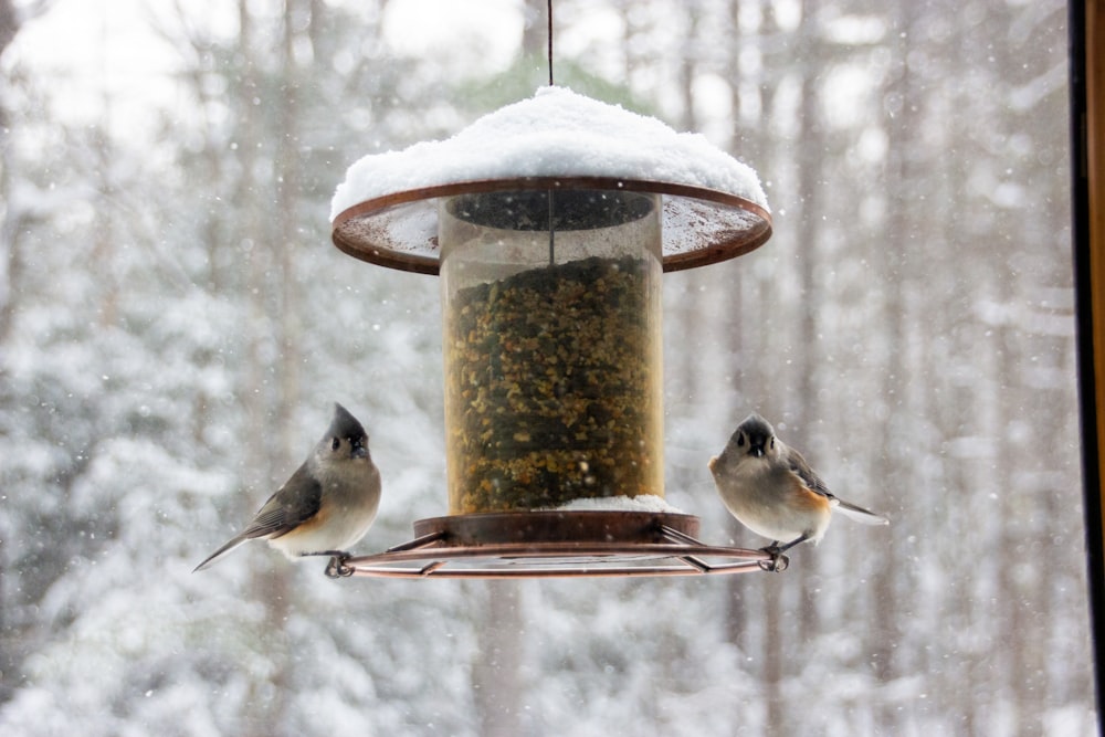 gray and white bird on brown wooden table