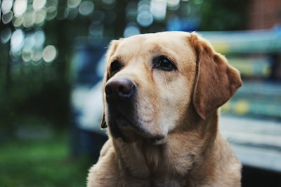 Labrador Retriever