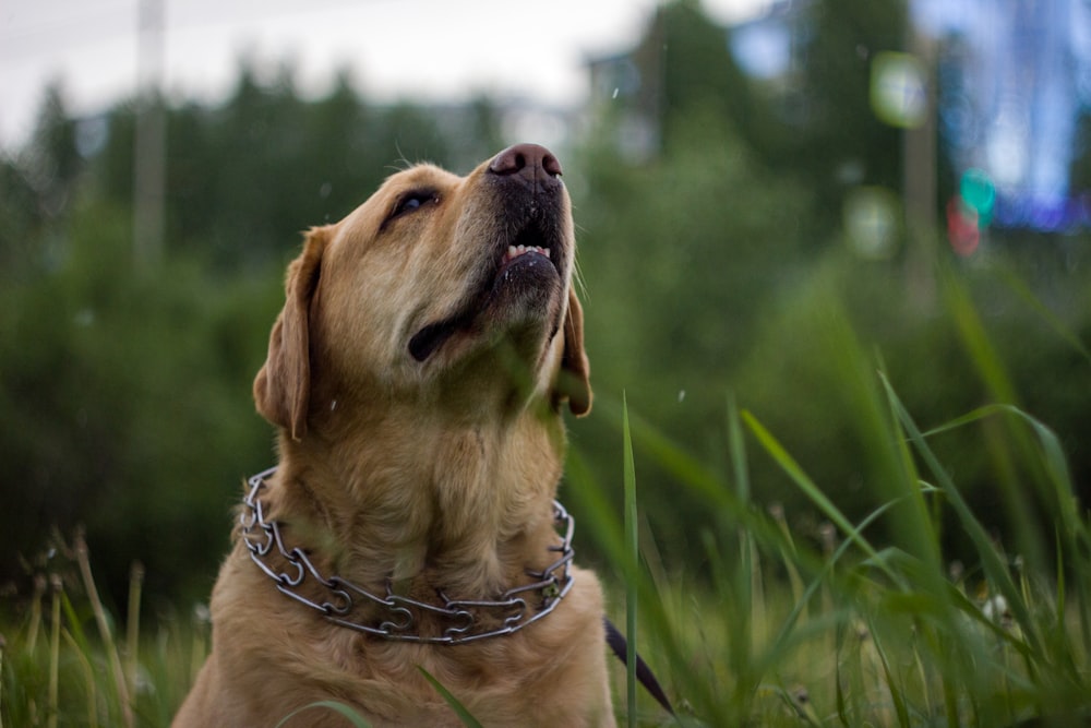 brown short coated dog on green grass field during daytime