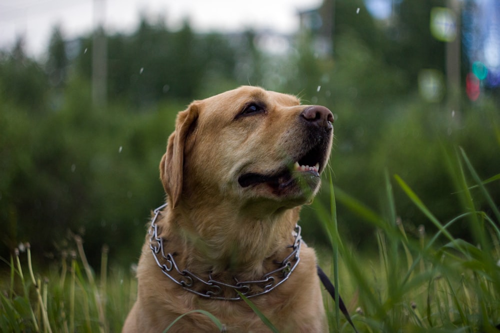 brown short coated dog on green grass field during daytime