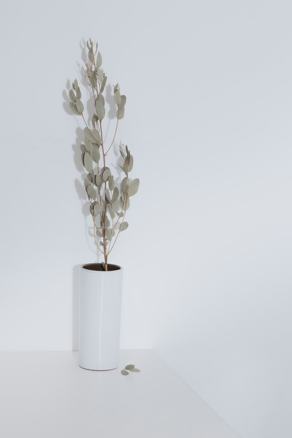 white flowers in white vase