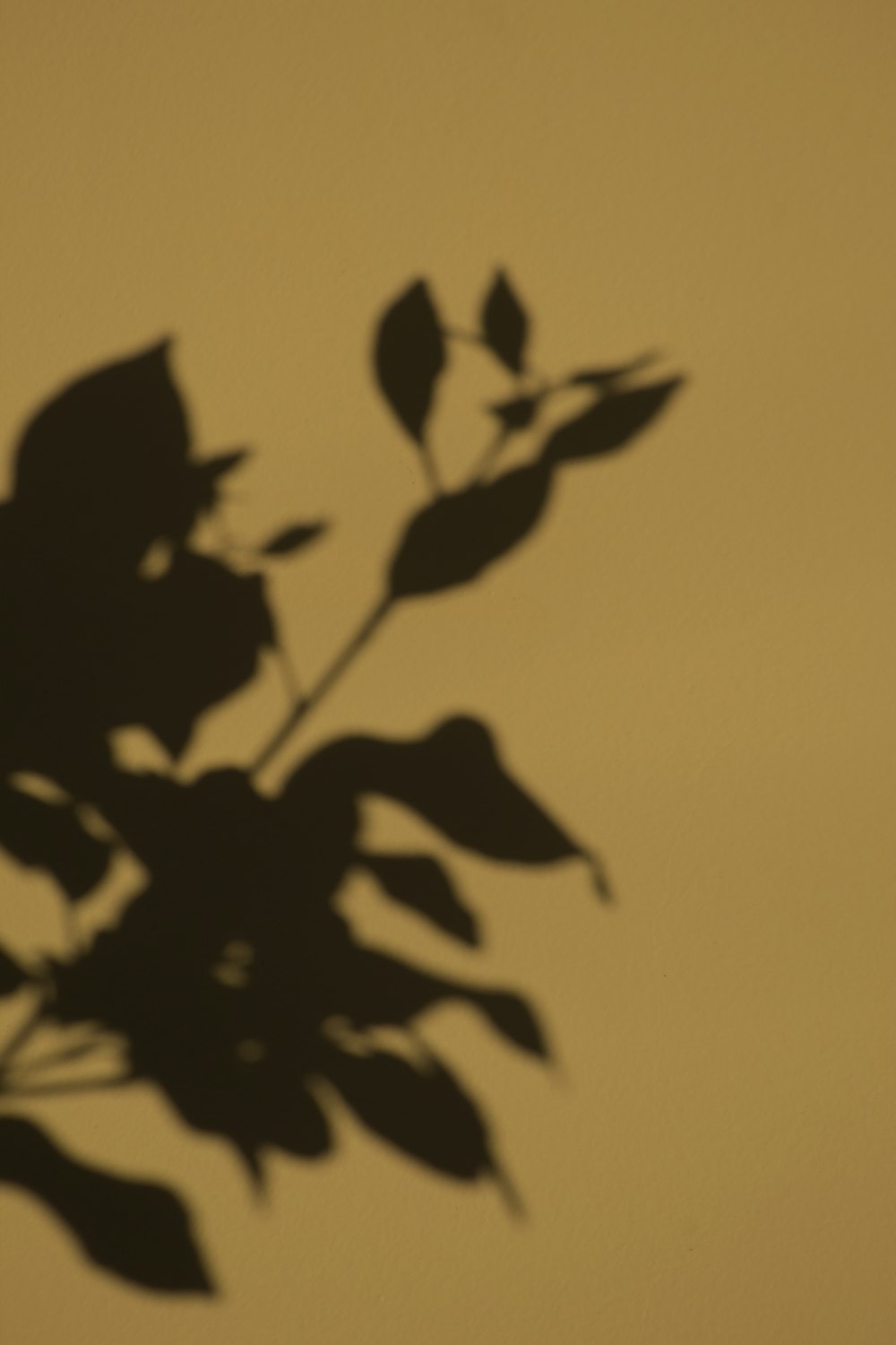 silhouette of leaves during sunset