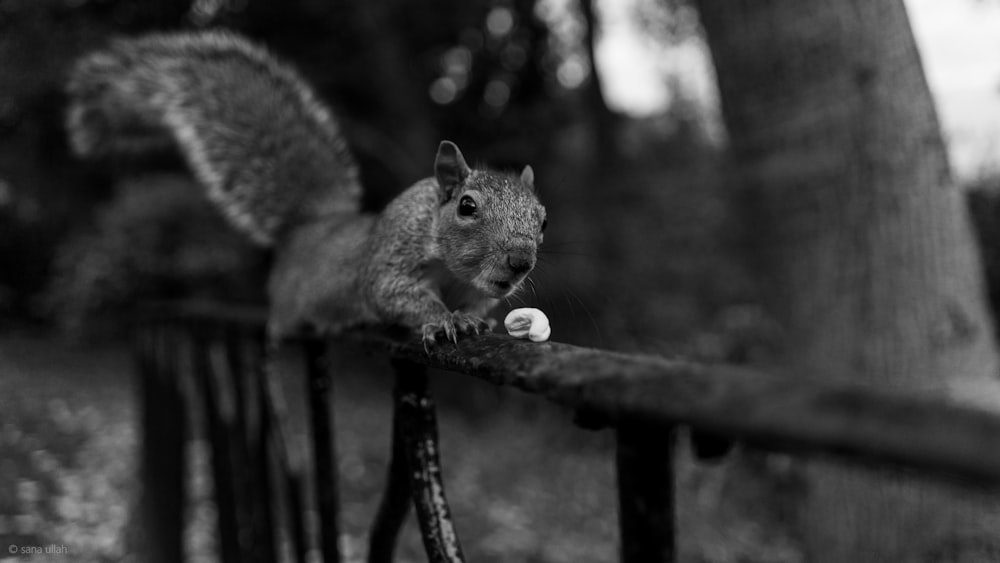 gray squirrel on wooden fence