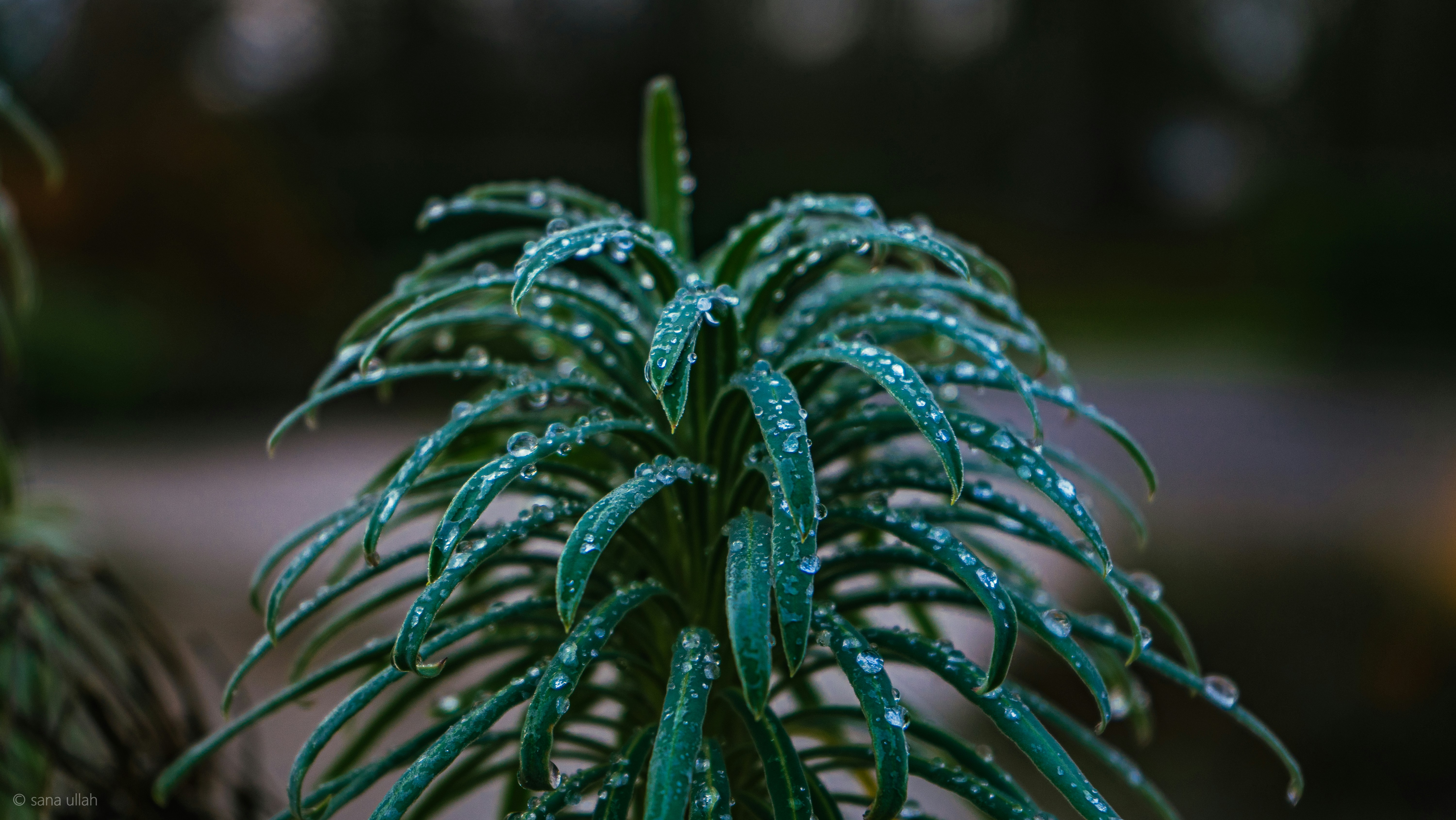 green plant in close up photography
