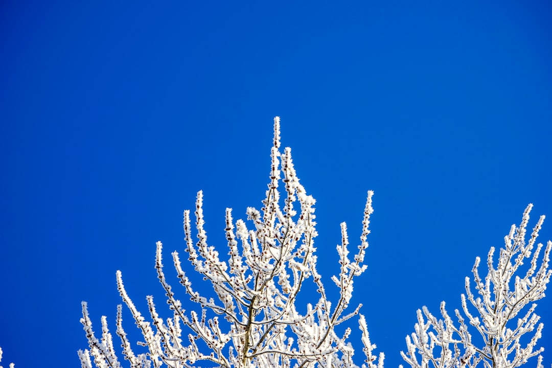 white tree branch under blue sky during daytime