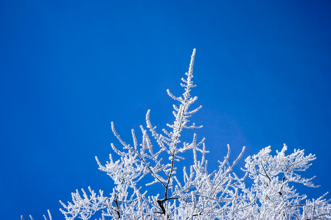 white and brown tree under blue sky during daytime