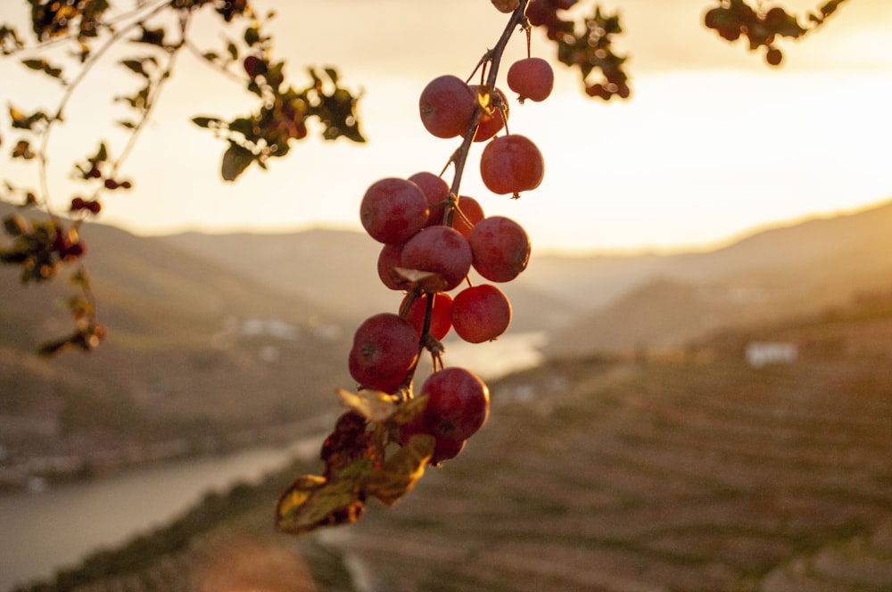 Fruta redonda roja en el árbol durante el día