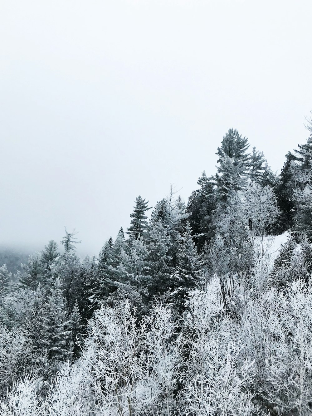 snow covered pine trees during daytime