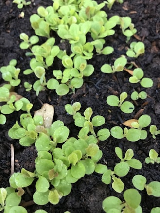 Small green leafy seedlings are growing densely in dark, moist soil. The leaves are bright and vibrant, showing signs of fresh growth. Some water droplets are visible on the leaves, indicating recent watering or rainfall.