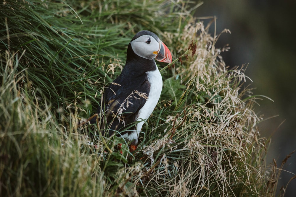 black and white bird on brown grass