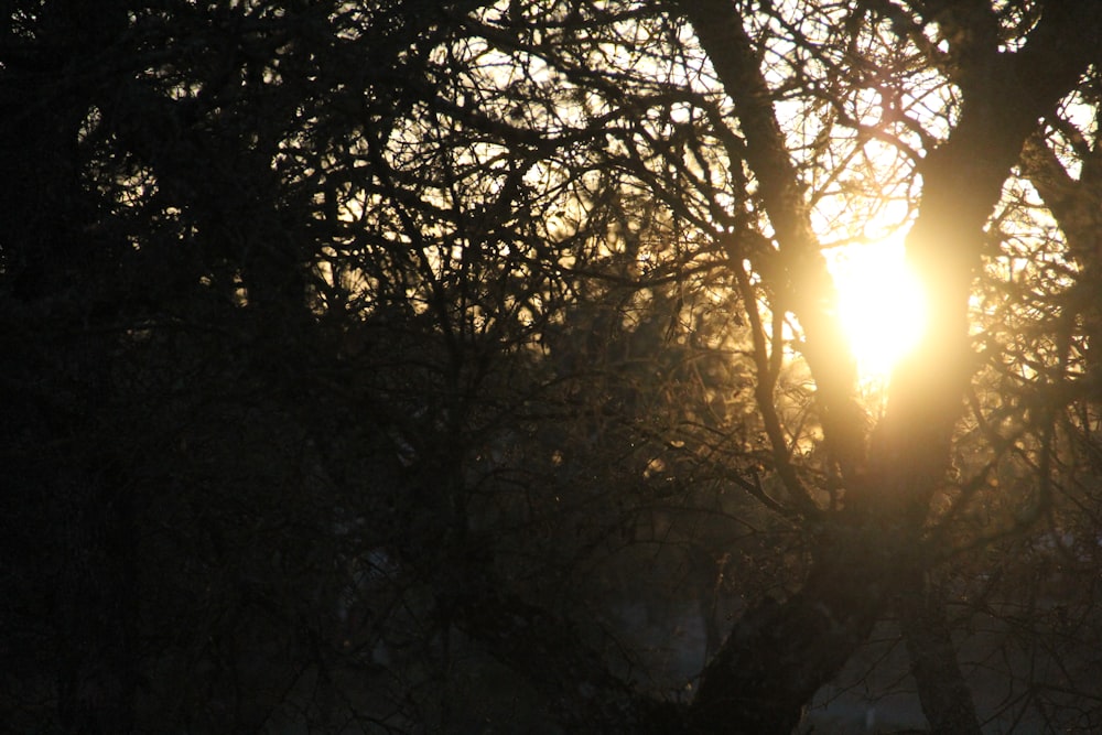 silhouette of trees during sunset