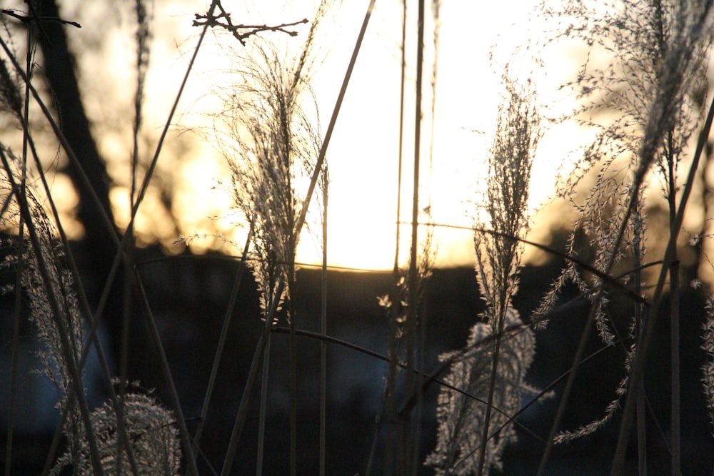 brown leafless tree during sunset