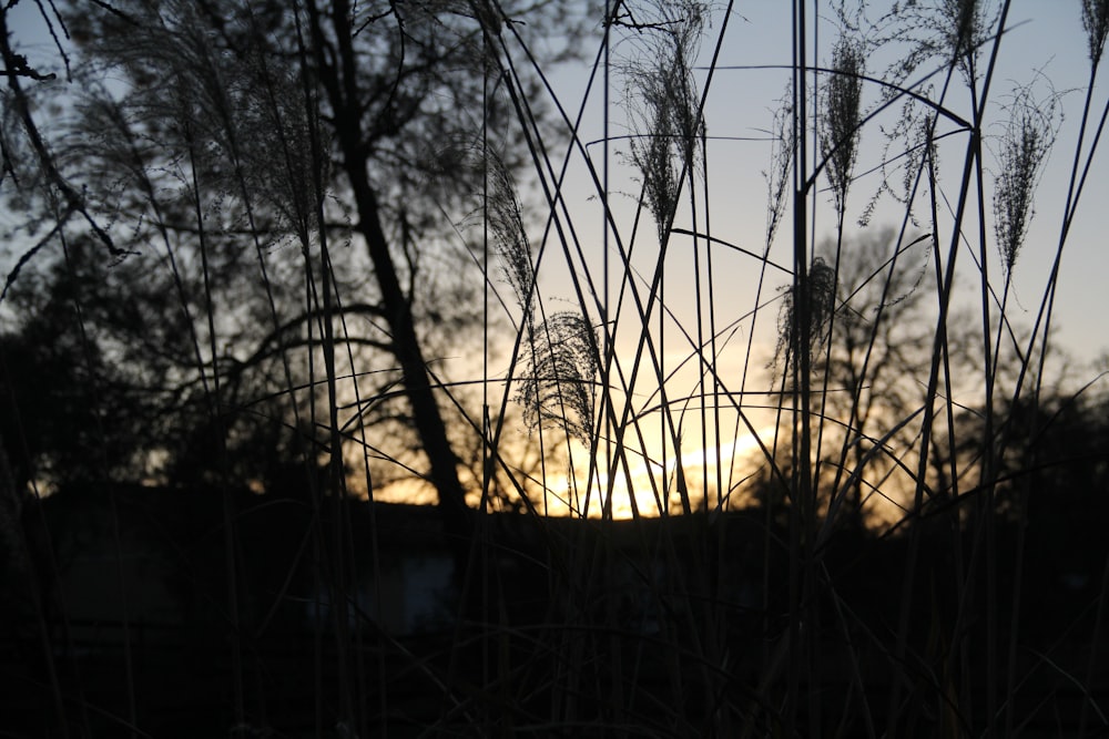 silhouette of trees during sunset