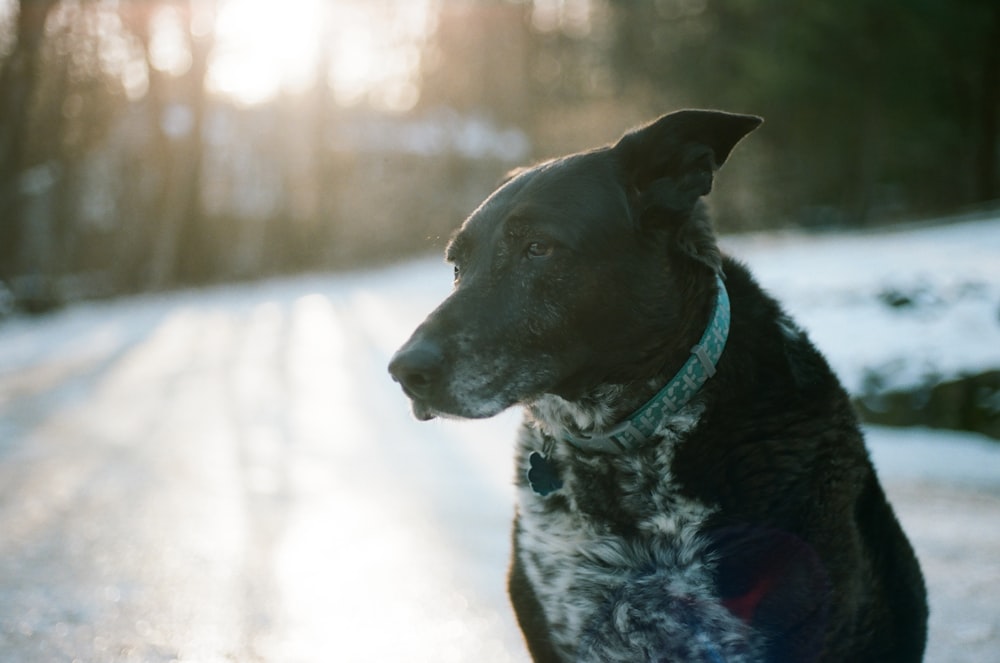 black and white short coated dog on snow covered ground during daytime