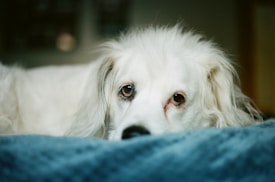A close-up of a white dog with long fur, lying on a soft blue surface. The dog's eyes are looking directly at the viewer, creating a sense of calm and curiosity. The background is blurred, emphasizing the focus on the dog's face and expressive eyes.