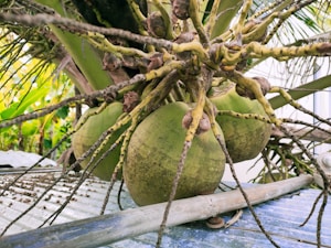 Fresh Green Coconuts