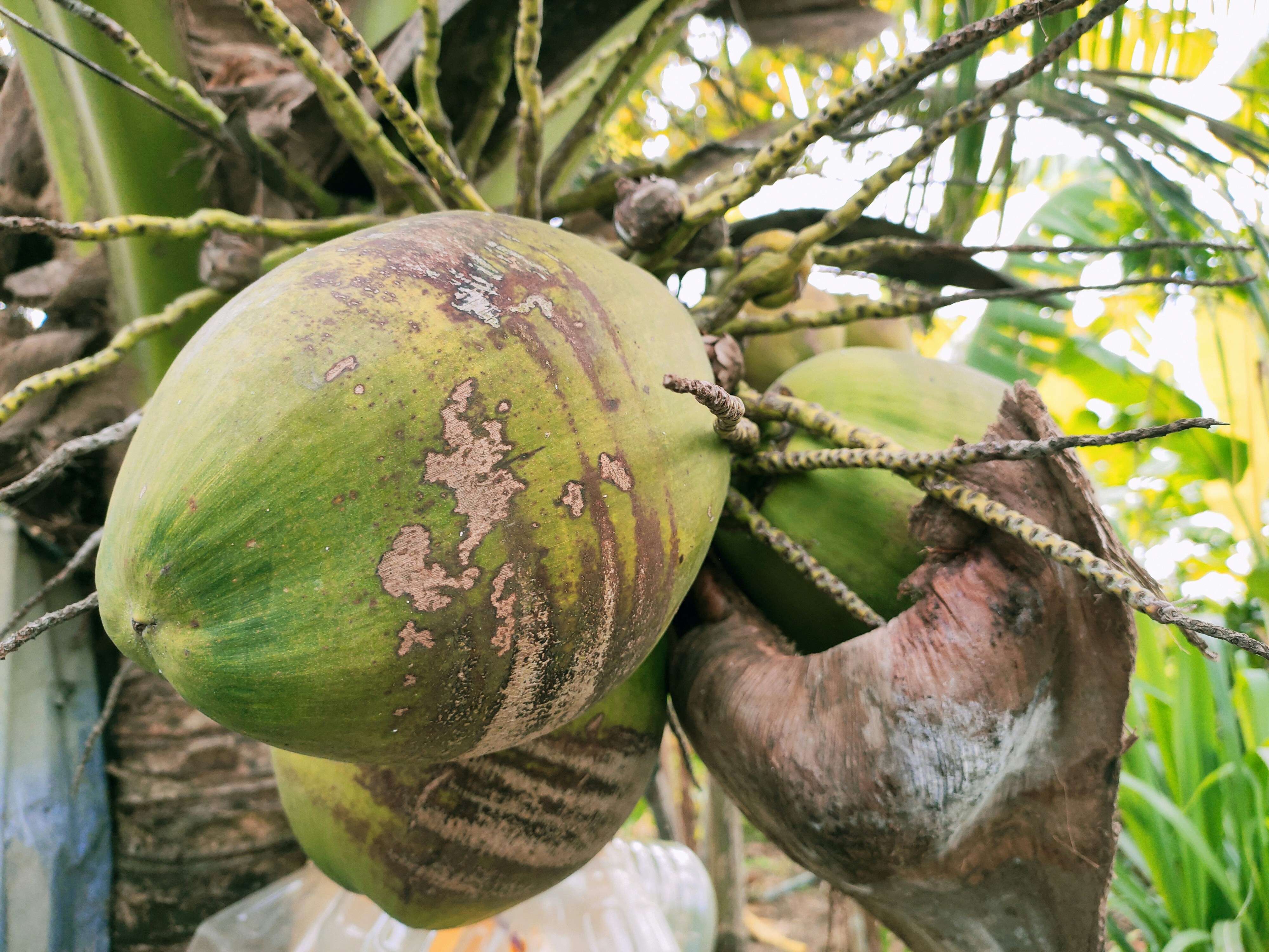 Cara Memilih dan Membeli Buah Kelapa yang Bagus di Pasar