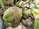 Fresh coconuts harvested from lush Indonesian farms.