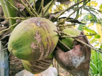 Fresh green coconuts hang from the branches of a coconut palm tree, surrounded by a lush background of leaves. The coconut skin displays patches of brown marks, indicating natural wear and age.