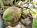 Fresh green coconuts hang from the branches of a coconut palm tree, surrounded by a lush background of leaves. The coconut skin displays patches of brown marks, indicating natural wear and age.