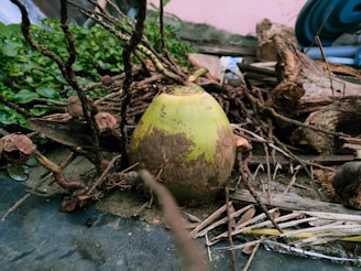 A green coconut is surrounded by dried branches and plants on the ground. The background consists of greenery and some wooden elements, contributing to a natural setting.