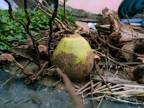 A green coconut is surrounded by dried branches and plants on the ground. The background consists of greenery and some wooden elements, contributing to a natural setting.