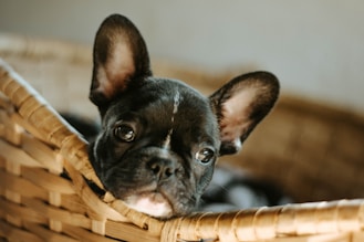 black french bulldog puppy in brown woven basket