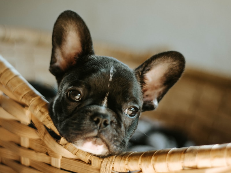 black french bulldog puppy in brown woven basket