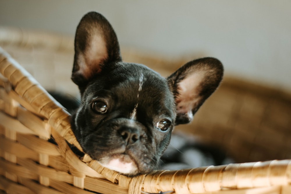 black french bulldog puppy in brown woven basket