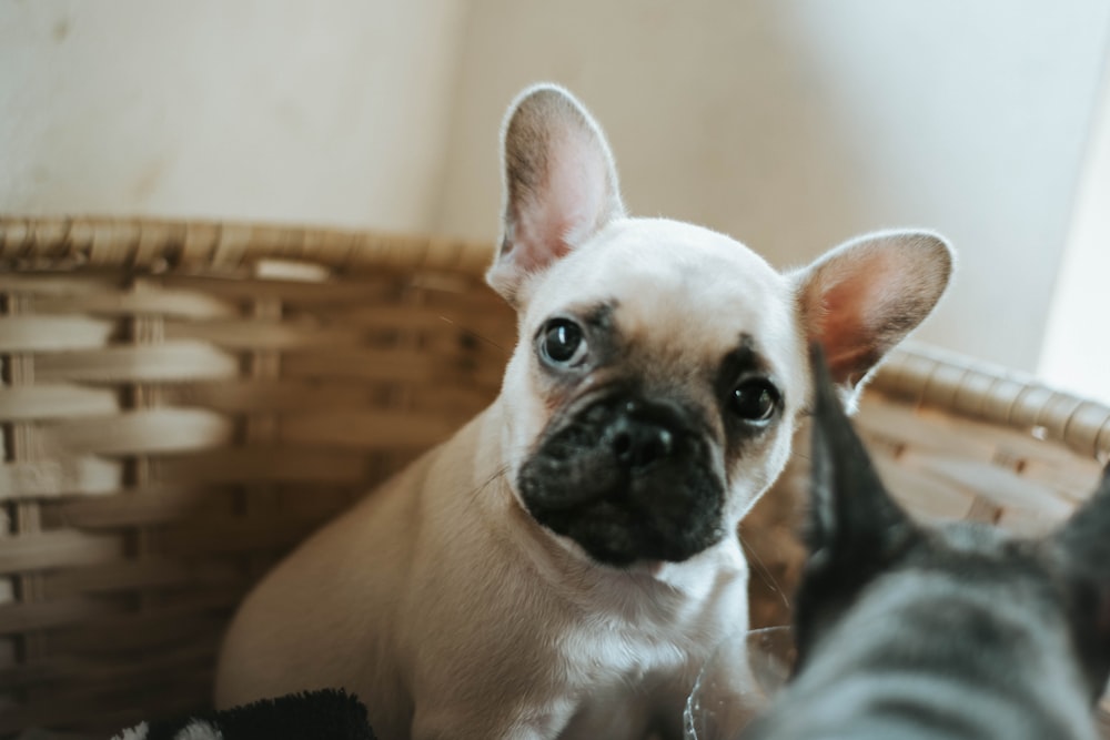 brown and white french bulldog puppy