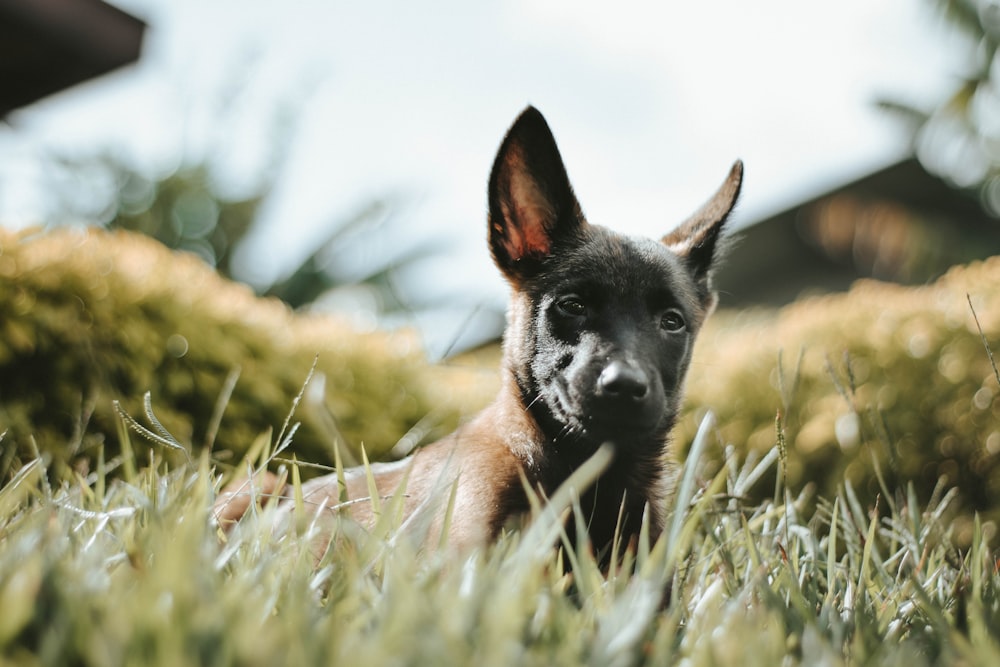 black and tan german shepherd puppy on green grass during daytime