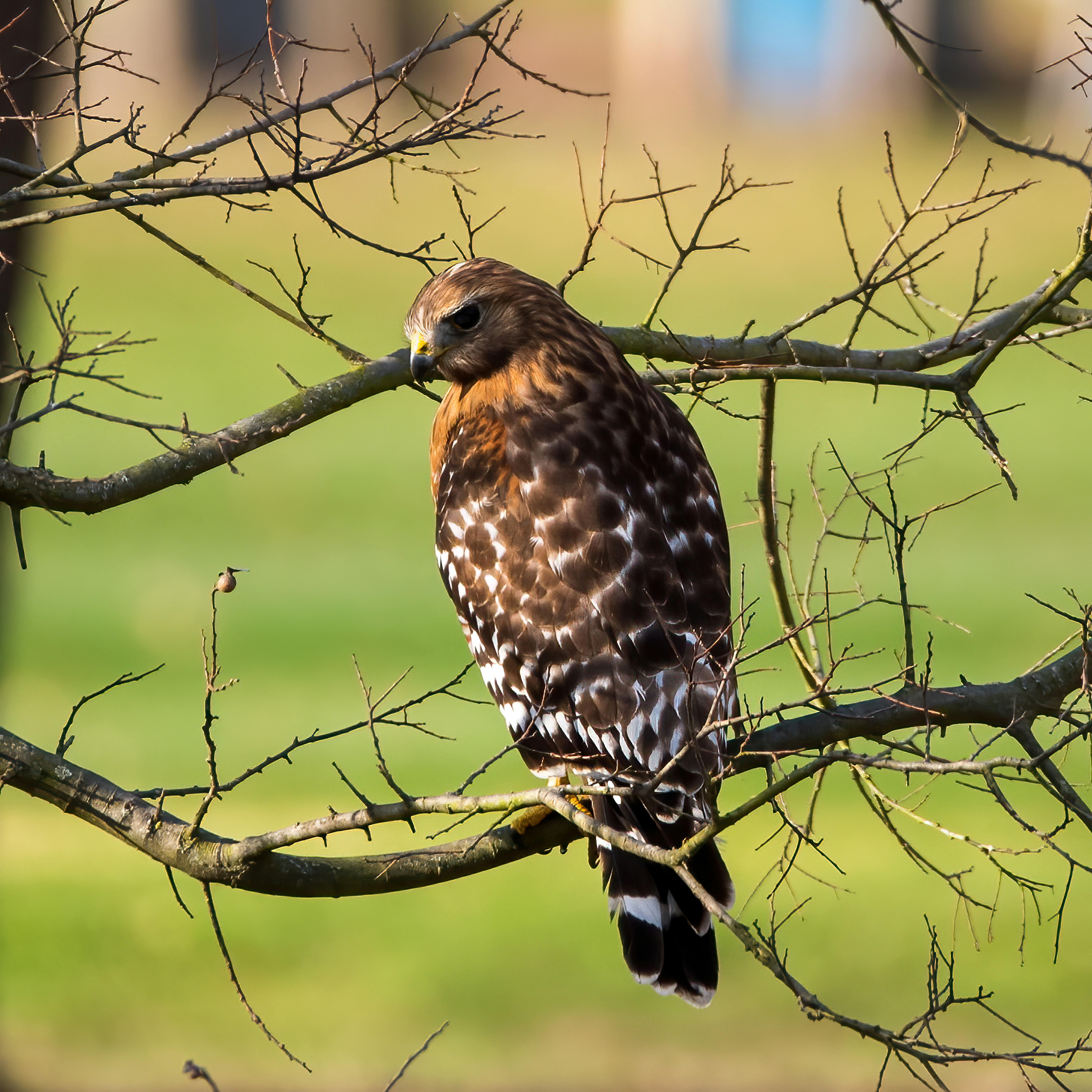 Image of a buzzard.