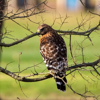 brown and white bird on tree branch during daytime