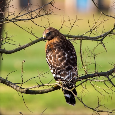 brown and white bird on tree branch during daytime