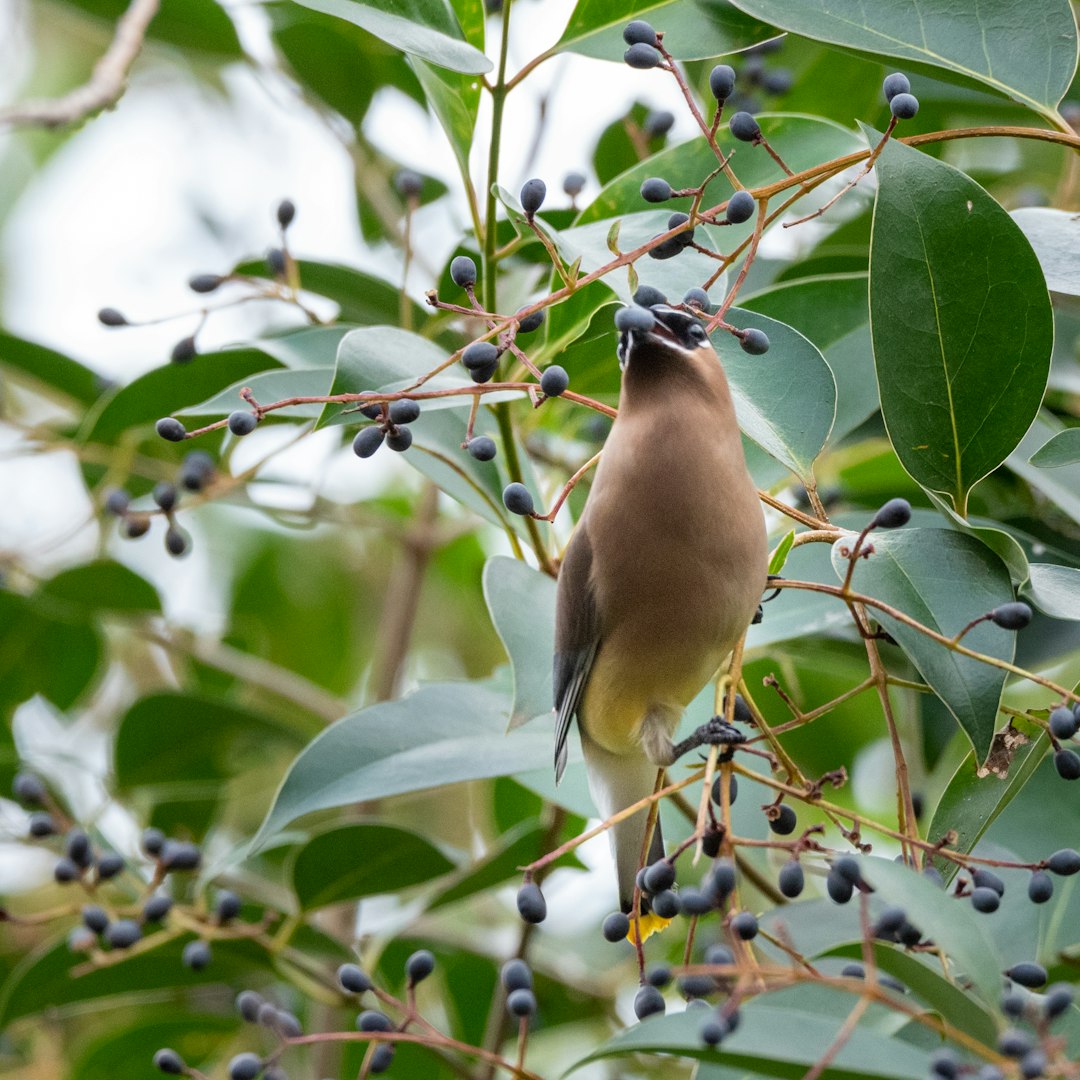 brown bird on tree branch during daytime