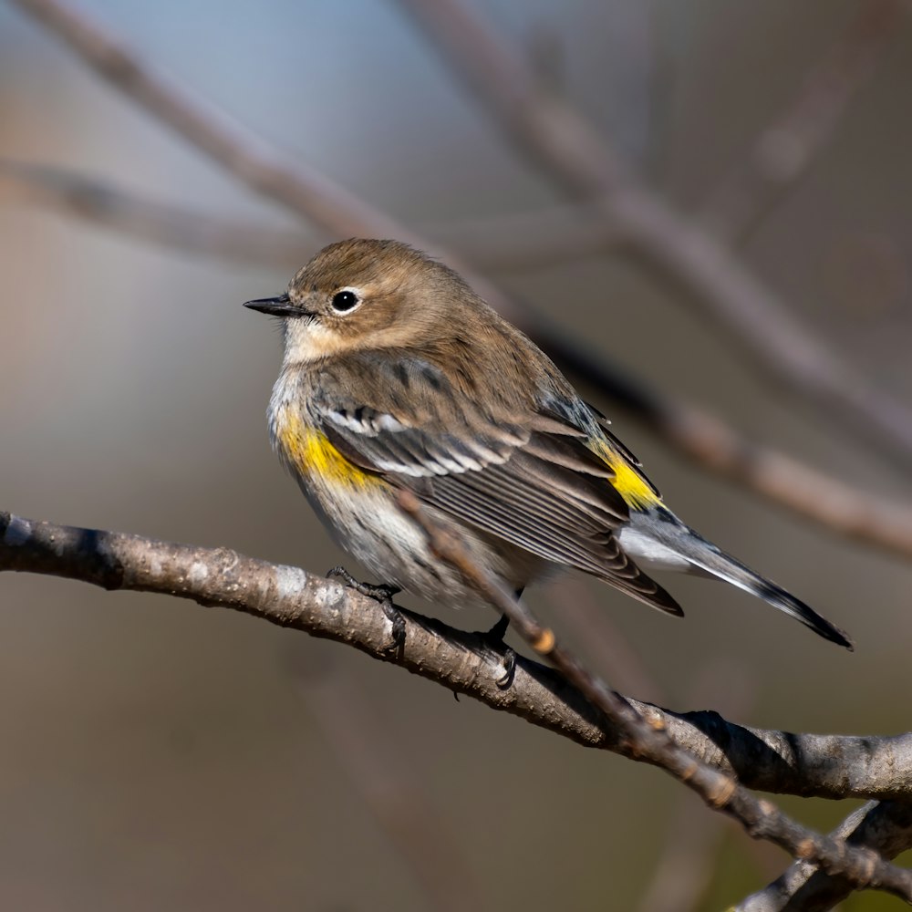 brown and yellow bird on brown tree branch