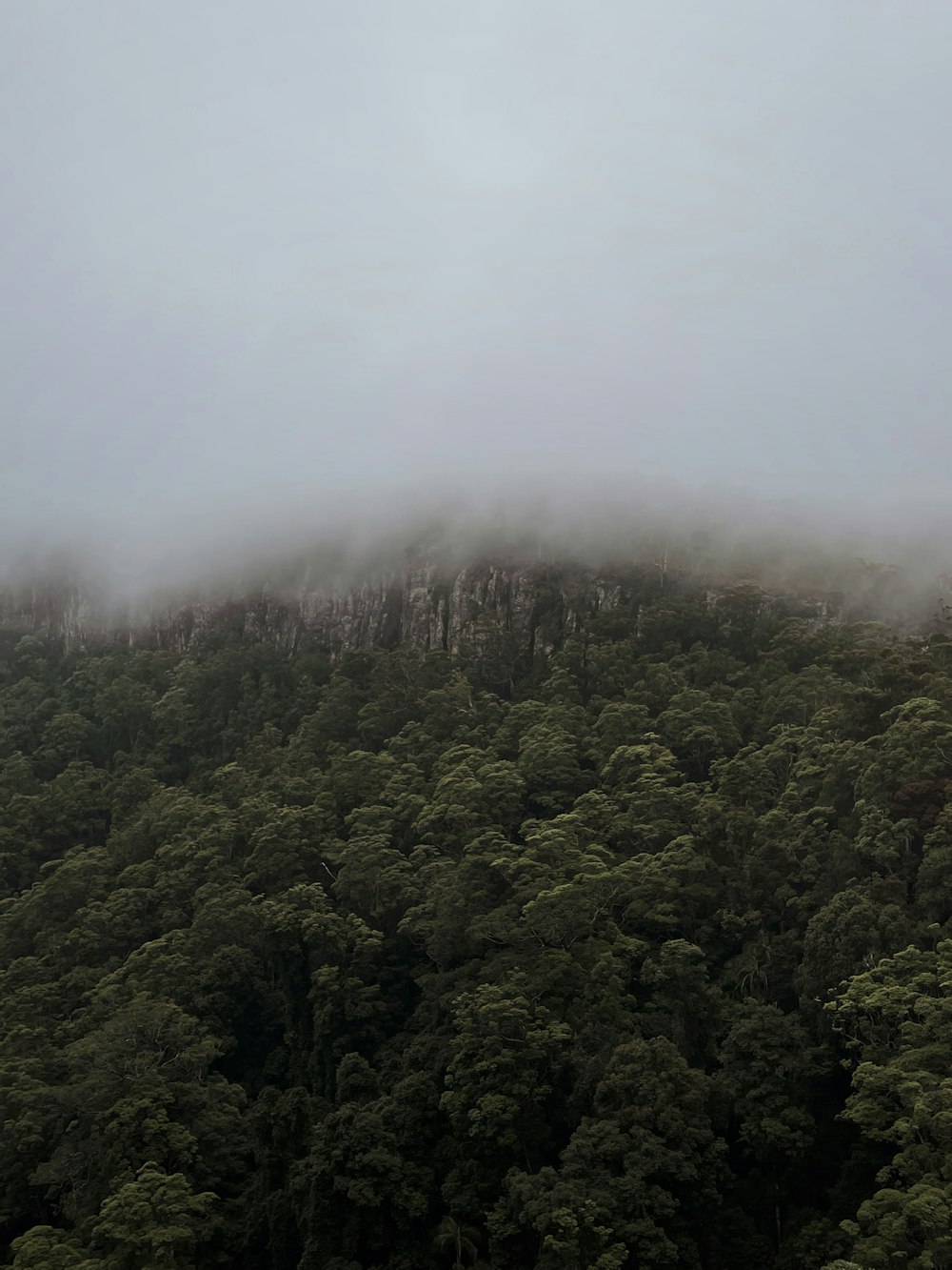 green trees covered with fog