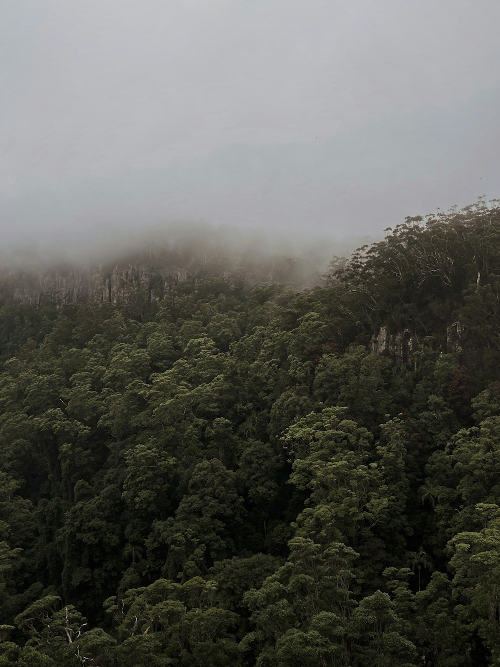 green trees under white sky during daytime