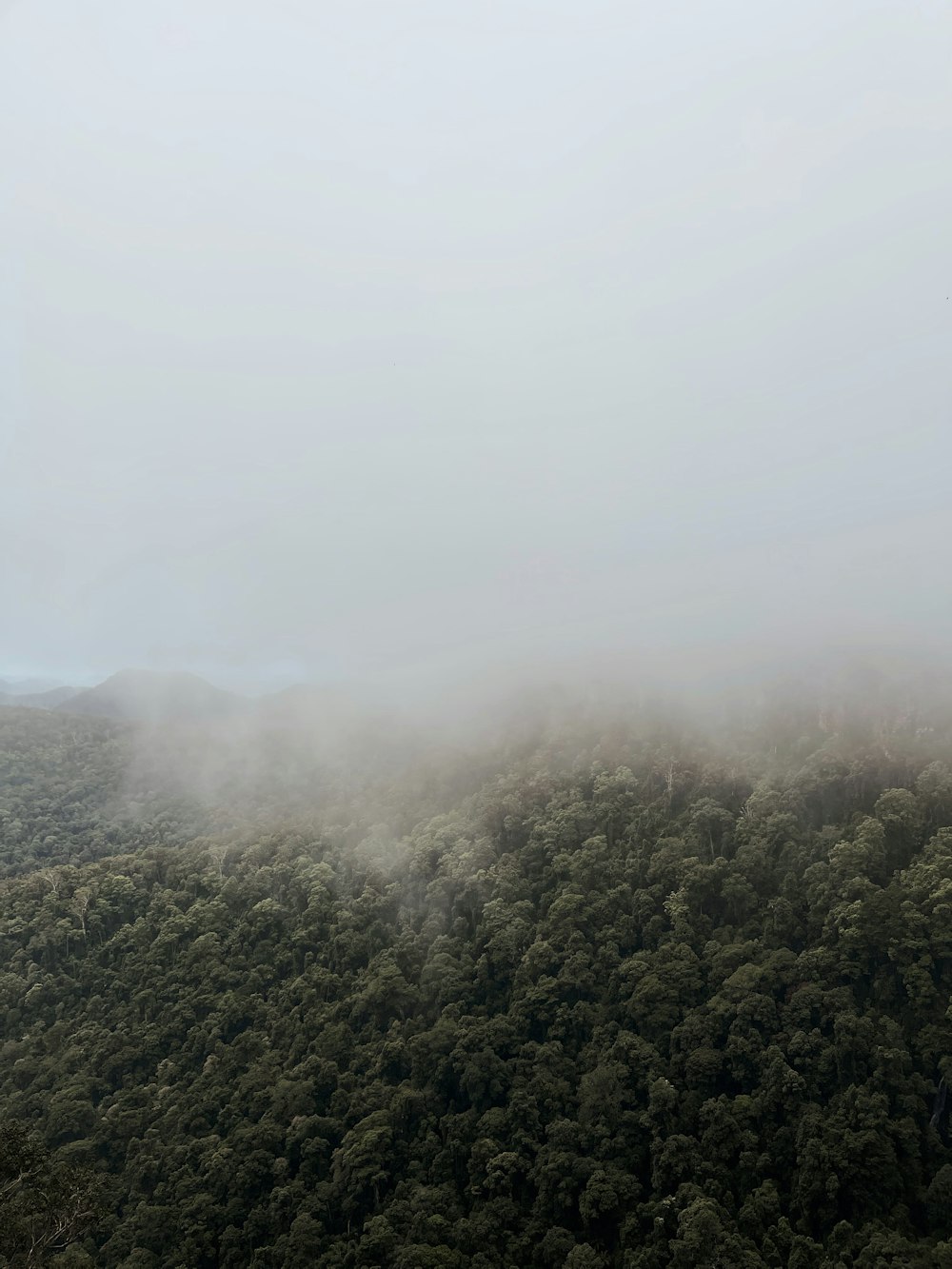 árboles verdes en la montaña durante el día de niebla