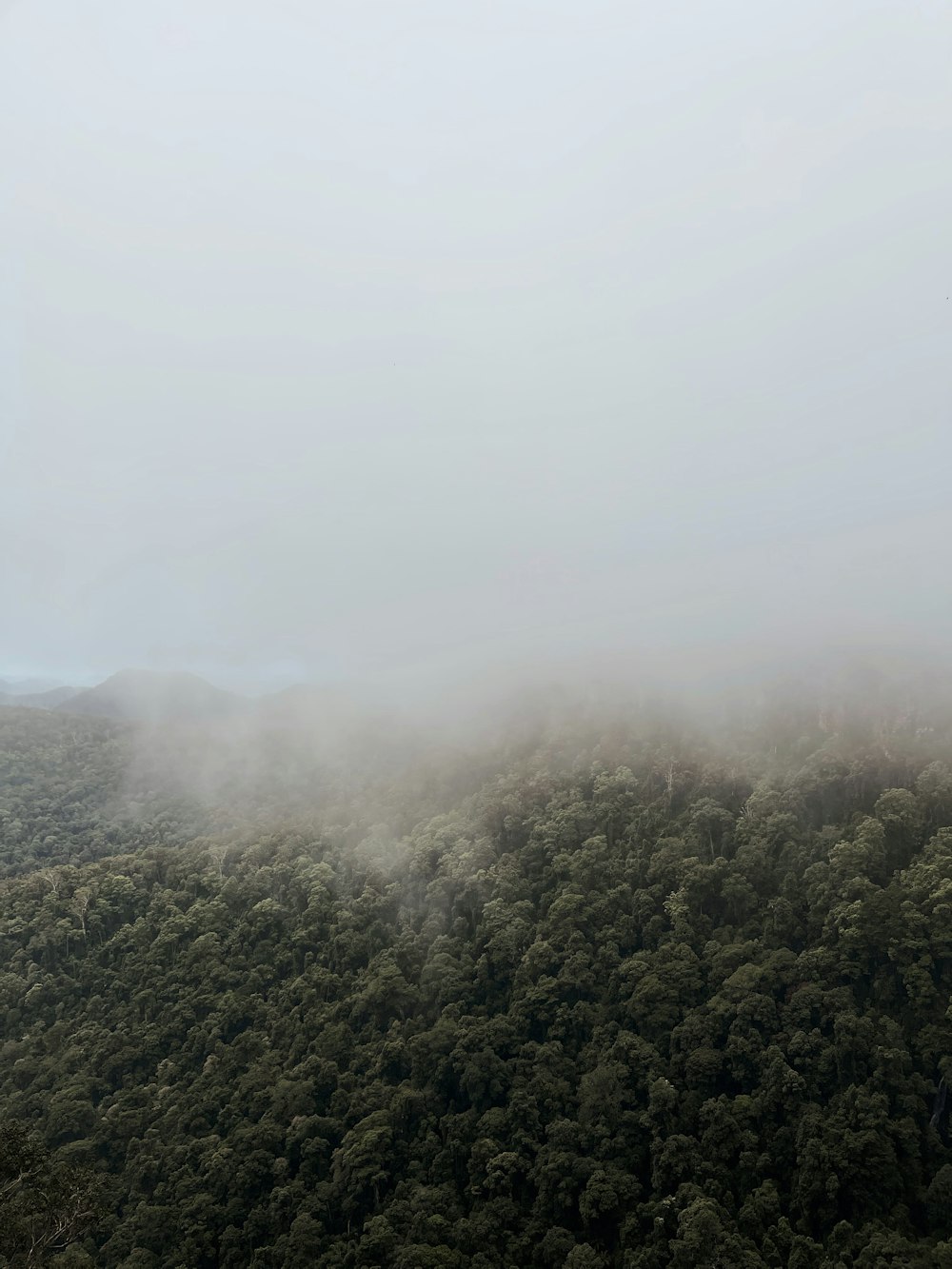 green trees on mountain during foggy day