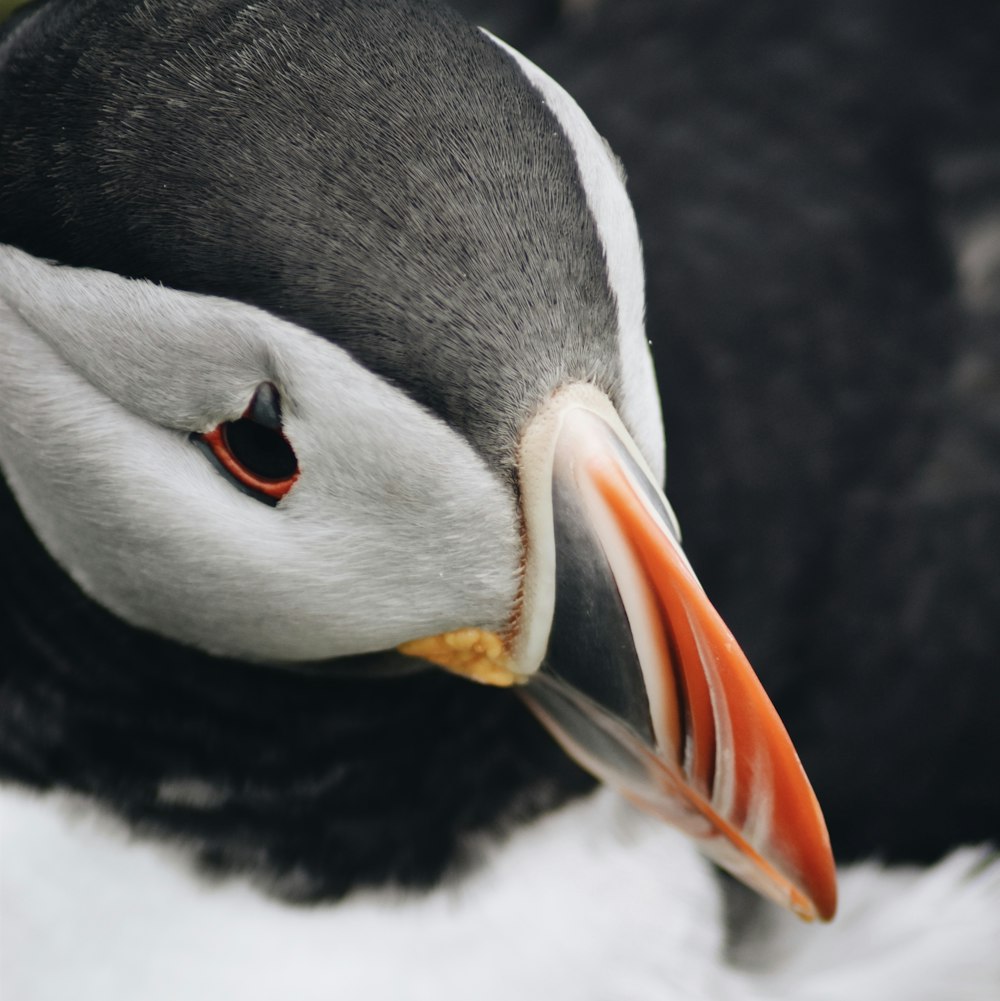 black and white penguin with orange beak